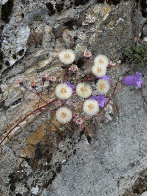 Ikebana Ligure