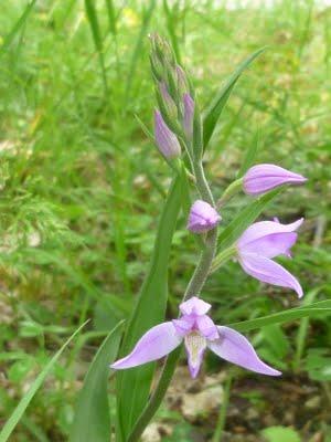 Ikebana Ligure