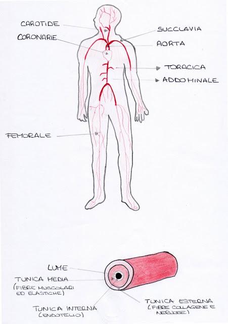 La circolazione sanguigna