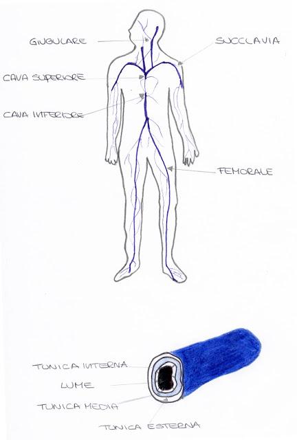 La circolazione sanguigna