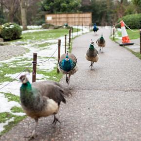 Un pezzo di Giappone a Londra