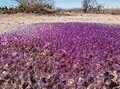 Mistero deserto dell’Arizona: scoperte sfere gelatinose rosa…