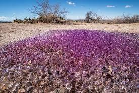 Mistero nel deserto dell’Arizona: scoperte sfere gelatinose rosa…