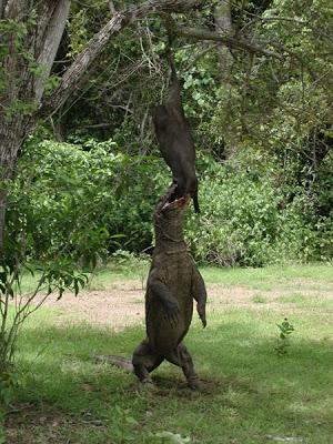 Varano di Komodo vs Homo sapiens