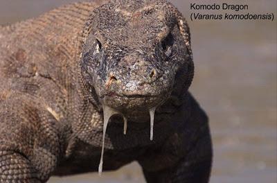 Varano di Komodo vs Homo sapiens