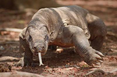 Varano di Komodo vs Homo sapiens