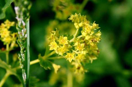 alchemilla