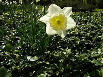 NARCISI FIORI ELEGANTI SU LUNGHI STELI FLESSUOSI