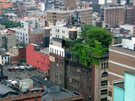 roof green garden