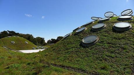 roof green garden