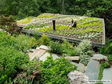 roof green garden