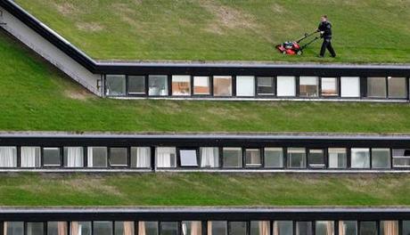 roof green garden