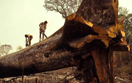 Nella foresta amazzonica se provano ad abbattere l’albero, lui ti telefona!