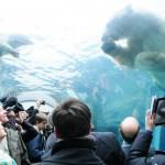 Orsi polari nuotano nella vasca dello zoo di Copenhagen: le foto
