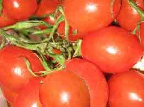 POMODORI PICCADILLY, UNA VARIETA’ GUSTOSA E PRODUTTIVA