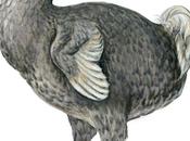 Dodo Mauritius