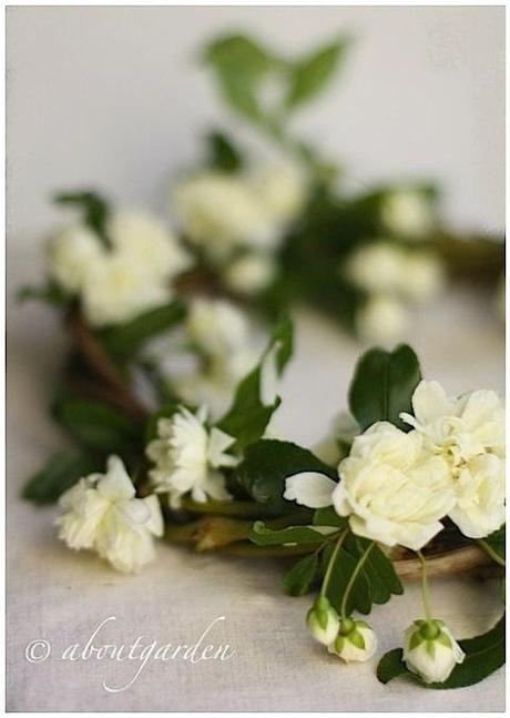 rose  Banksia wreath