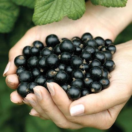 CURARSI IN INVERNO (E NON SOLO) CON IL RIBES NERO