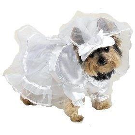 cane da sposa