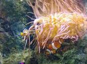 Nokia Lumia Video Foto scattate smartphone