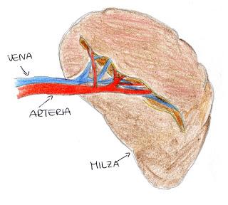 Il sistema linfatico: gli organi linfatici