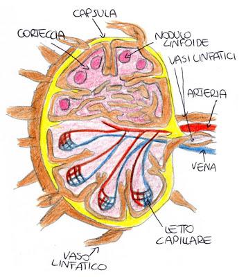 Il sistema linfatico: gli organi linfatici