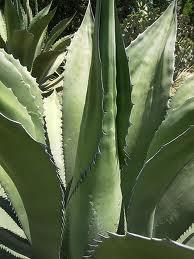 L’agave