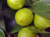 piu’ limoni…amore