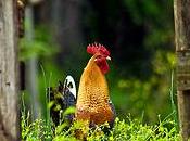 piantato 500.000 alberi