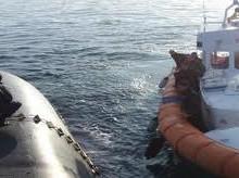 Nave della Marina Militare Trovato senza vita Yuri Izzo