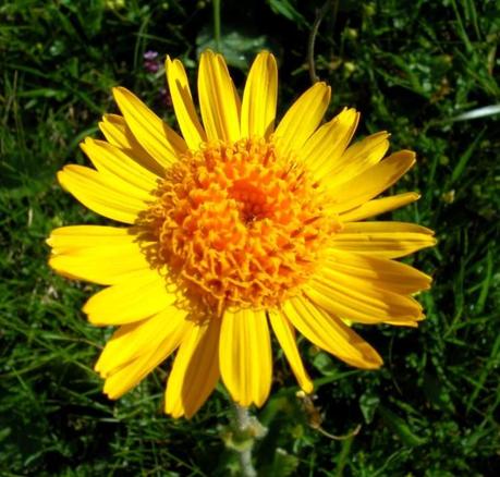 ARNICA E CALENDULA