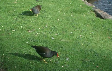 Gallinelle d'acqua (Gallinula chloropus) a St. James's Park, Londra - Foto Guido Comin