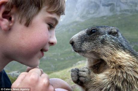 Unlikely pair: The normally shy marmots show Matteo nothing but affection when he visits them at Hohe Tauern National Park in Austria