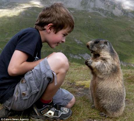 Special bond: Matteo Walch has stuck up an unlikely friendship with a group of marmots in the Austrian Alps