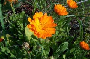 calendula officinalis