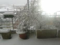 neve