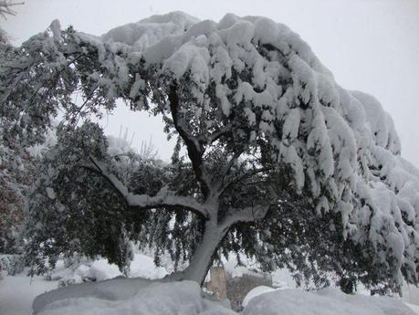 Neve:cede un ramo, grave bambina a Barga