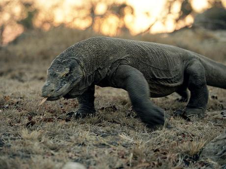 dragone di komodo dragone di komodo