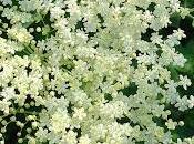 Fitoterapia Sambucus Nigra infiammazione.