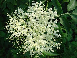 Fitoterapia si: Sambucus Nigra ed infiammazione.