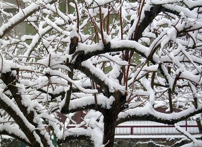 Sotto la neve, pane...