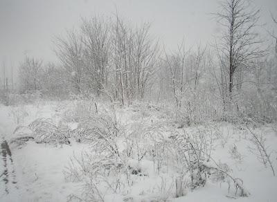 Sotto la neve, pane...