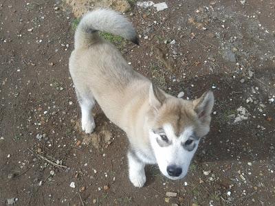 Imparare a vivere da un cucciolo di Malamute