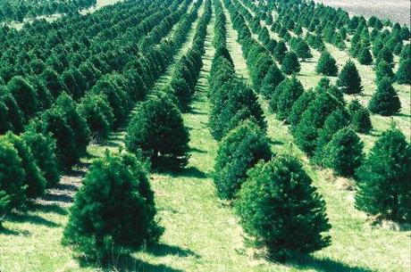 Istituita la “Giornata degli alberi” ma Solbiate cancella il suo Parco