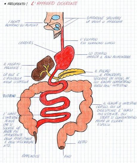 L'apparato digerente