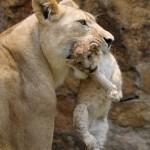 Zoo di Cali (Colombia): mamma leonessa cura il suo piccolo03