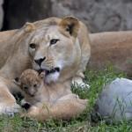 Zoo di Cali (Colombia): mamma leonessa cura il suo piccolo