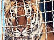 Messico Tigre uccide domatore. Sarà smetterla circo?