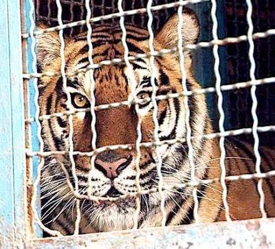 Messico - Tigre uccide il suo domatore. Sarà ora di smetterla con il circo?