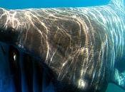 Taranto: avvistato squalo elefante